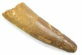 Fossil Spinosaurus Tooth - Real Fossil Tooth #372863-1